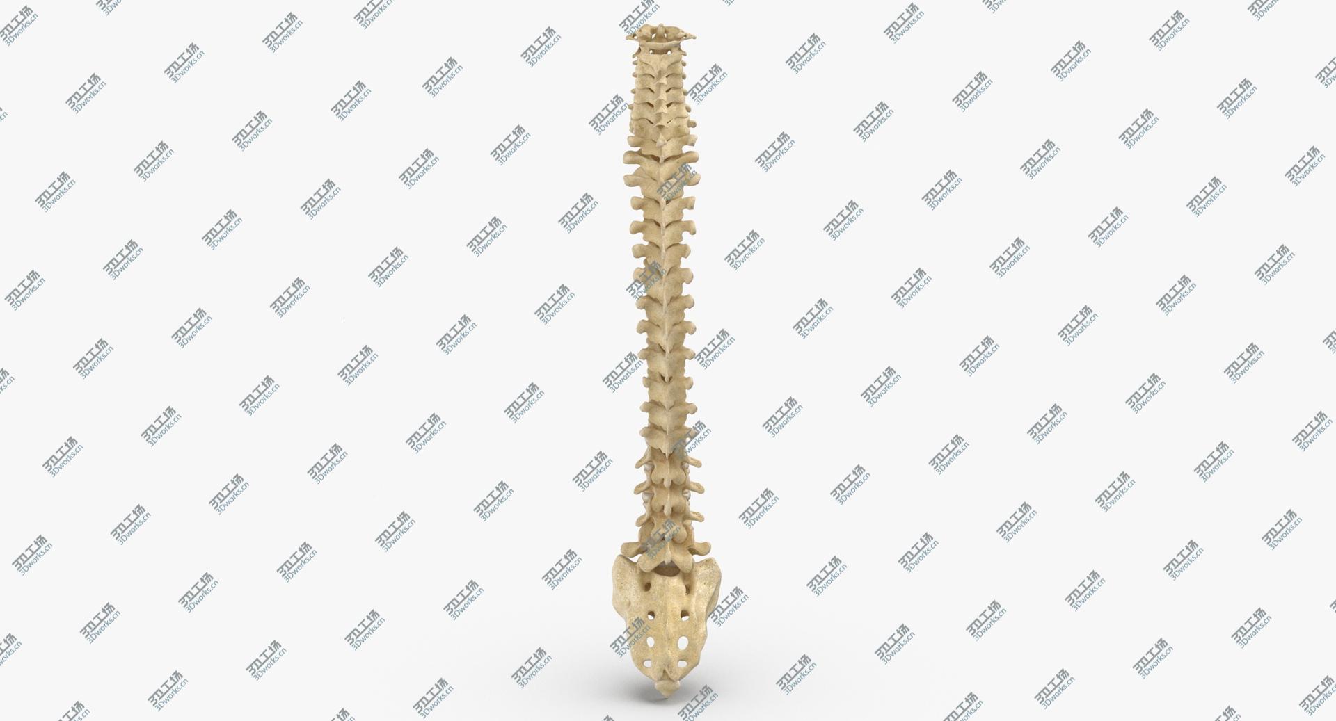 images/goods_img/202104021/3D Human Spine Bones Anatomy With Intervertibral Disks 01/4.jpg